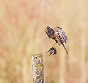 Nisus: Sparrowhawk - male landing on post with Chaffinch