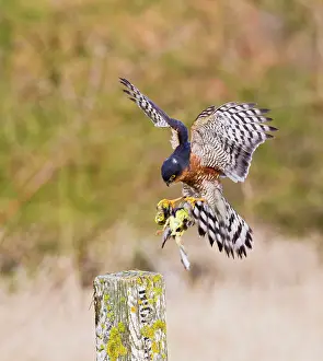 Yellowhammer: Sparrowhawk - male landing on post with Yellowhammer