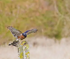 Yellowhammer: Sparrowhawk - male landing on post with Yellowhammer