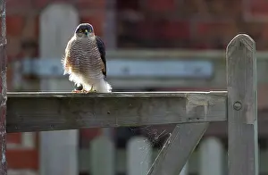 Gates: Sparrowhawk male perched on garden gate with under-body