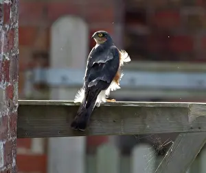 Gates: Sparrowhawk male perched on garden gate with under-body