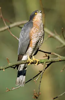 Sparrowhawks: SparrowHAWK - male, perched, looking up and forwards