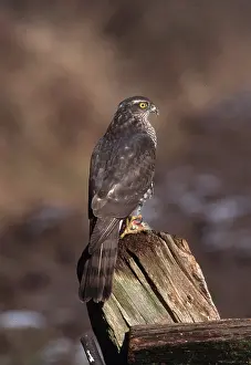 Posts: SPARROWHAWK - on post