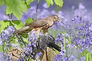 Hawks: Sparrowhawk - with prey in bluebell wood