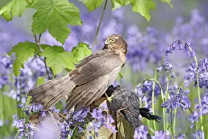 Hawks: Sparrowhawk - with prey in bluebell wood