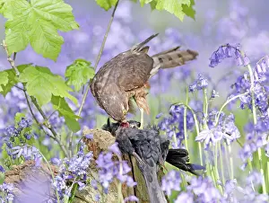 Hawks: Sparrowhawk - with prey in bluebell wood