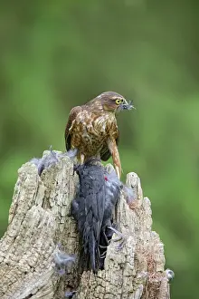 Blackbirds: Sparrowhawk - young male feeding on blackbird