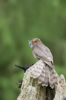 Blackbirds: Sparrowhawk - young male feeding on blackbird