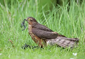 Blackbirds: Sparrowhawk - young male feeding on blackbird
