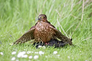 Blackbirds: Sparrowhawk - young male feeding on blackbird