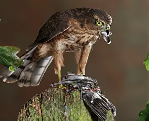 Kill: sparrowhawk - young male - feeding on chaffinch