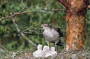 R T Smith: Sparrowhawk - with young at nest