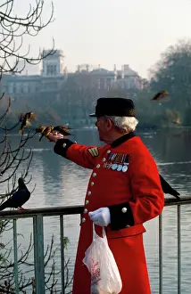 Ian Beames: Sparrows - being fed