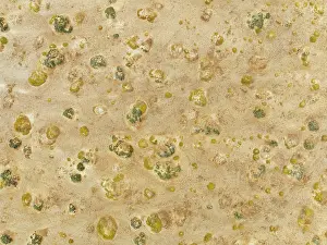 Thomas Dressler: Sparse desert vegetation, mainly Salsola species