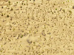 Thomas Dressler: Sparse desert vegetation, mainly Salsola species