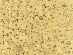 Thomas Dressler: Sparse desert vegetation, mainly Salsola species