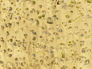 Thomas Dressler: Sparse desert vegetation, mainly Salsola species