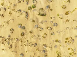 Thomas Dressler: Sparse desert vegetation, mainly Salsola species
