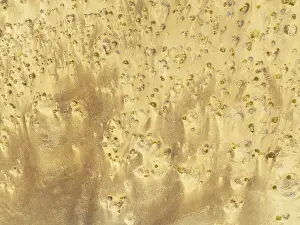 Thomas Dressler: Sparse desert vegetation, mainly Salsola species