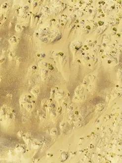 Thomas Dressler: Sparse desert vegetation, mainly Salsola species