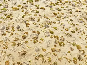 Thomas Dressler: Sparse desert vegetation, mainly Salsola species