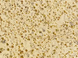 Thomas Dressler: Sparse desert vegetation, mainly Salsola species