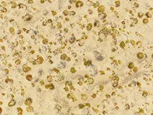 Thomas Dressler: Sparse desert vegetation, mainly Salsola species