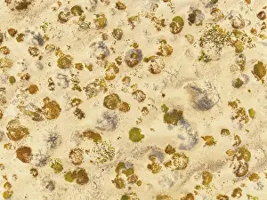 Thomas Dressler: Sparse desert vegetation, mainly Salsola species