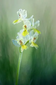 Pauciflora: Sparsely-flowering Orchid