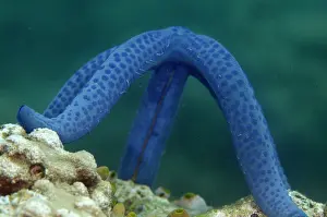 Sperm: Spawning Blue Starfish arching whilst ejecting sperm