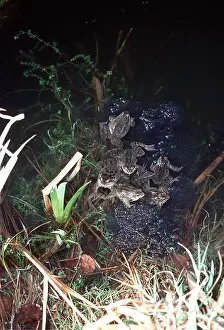 Cycles: SPAWNING FROGS - In garden pond