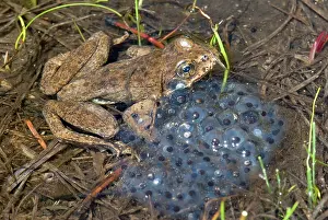 Spawning: Spawning Mountain Yellow-legged Frog