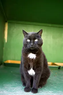 Protectrice: SPCA black and white cat in Provence France