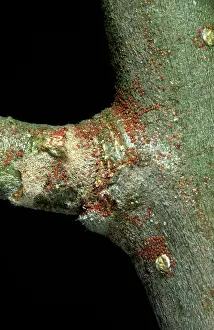 Overwinter: Spder Mite Eggs Overwintering on Apple