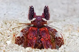 Lisa: Spear mantis shrimp (Lysiosquillina lisa), sitting
