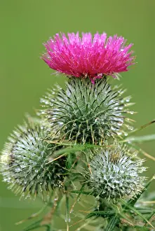 Spear: Spear THISTLE
