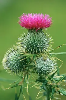 Cirsium: Spear THISTLE