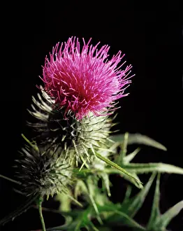 Roadside: Spear thistle. Cirsium vulgare, Close view of single