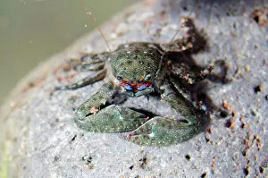Spearman Porcelain Crab - Kubu, Tulamben, Karangasem Regency
