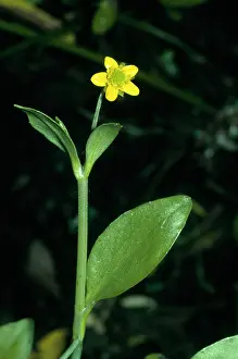 Spearwort: SPEARWORT, Adder's Tongue