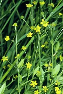 Spearwort: Spearwort / Adders Tongue