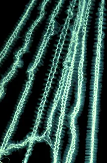 Casting: Special cribellate silk used in net-making by Net-casting
