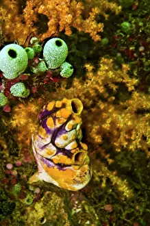 Squirts: Two species of ascidian living in harmony with a soft coral