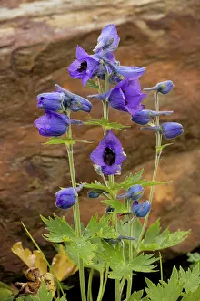 Delphinium: A species of Delphinium from the Caucasus