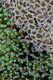 Arty: Two species of fleshy hard corals competing