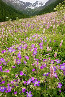 Bistort: Species-rich flowery pasture, with Bistort - Wood