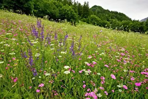 Flos: Species-rich flowery pasture, dominated by Jove's flower