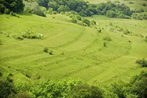Cafe: Species-rich hillside with old cultivation terraces
