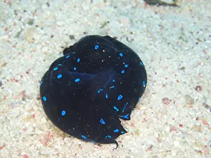 Slug: Two specimens of blue dotted head slug (Chelidonura