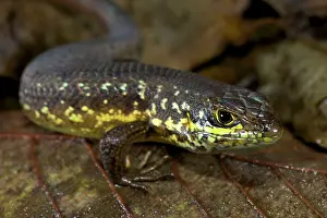 Michele Menegon: Speckle-lipped Skink - male